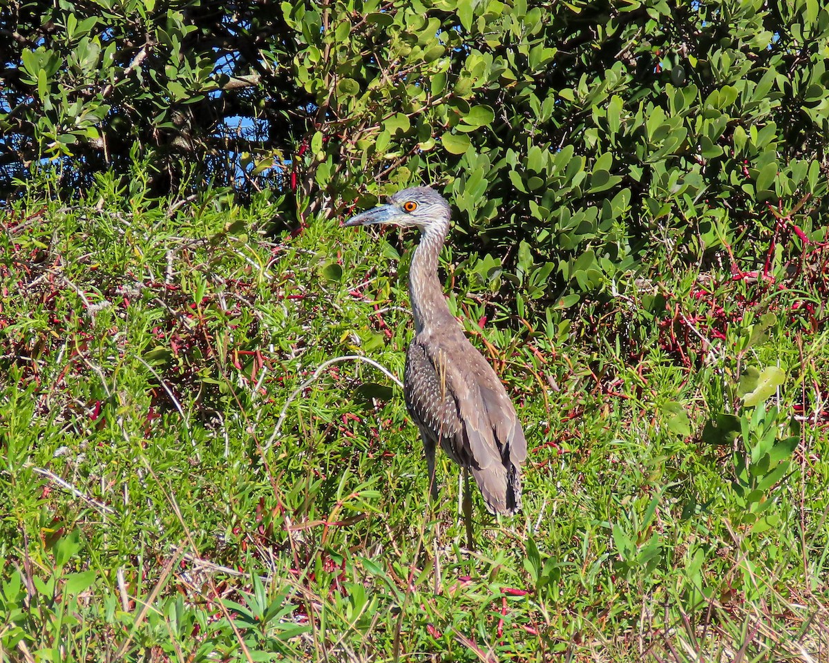 Yellow-crowned Night Heron - ML207165201