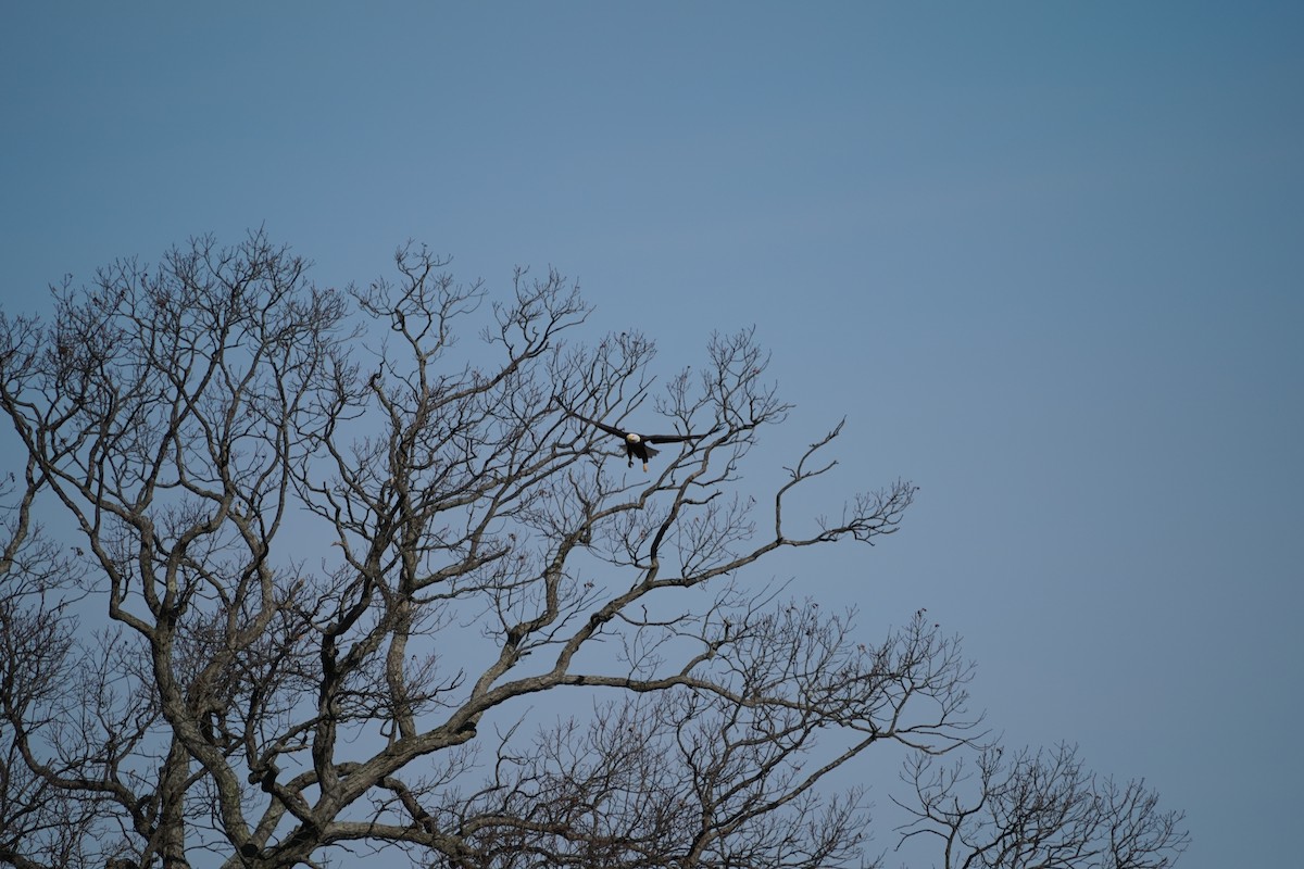 Bald Eagle - ML207166411