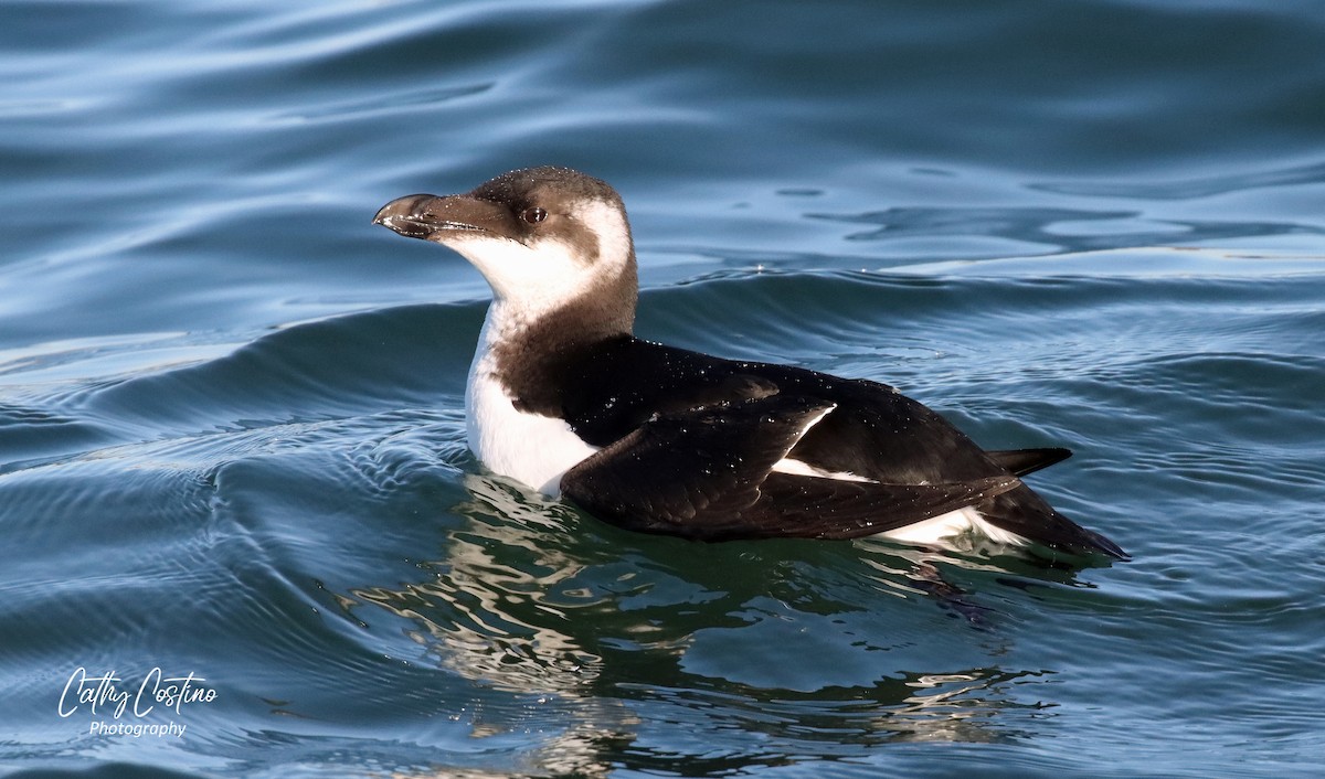 Razorbill - Cathy Costino