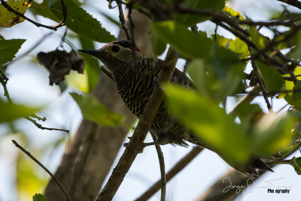 Golden-olive Woodpecker - ML207168301