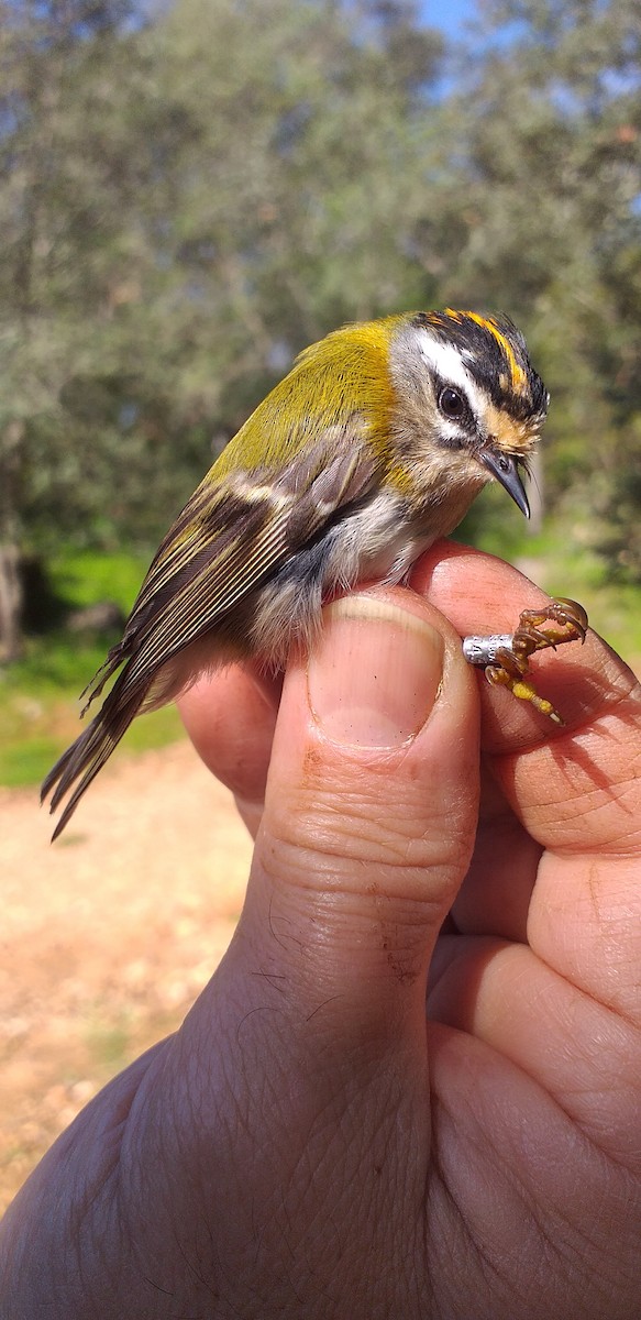 Common Firecrest - ML207169511