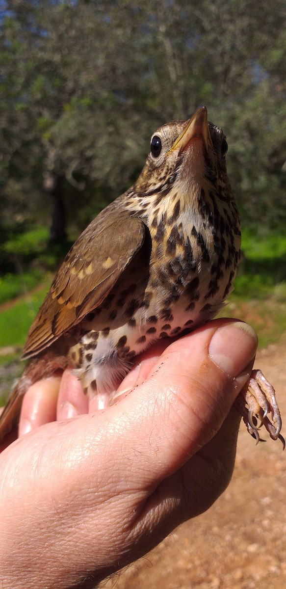 Song Thrush - ML207169611