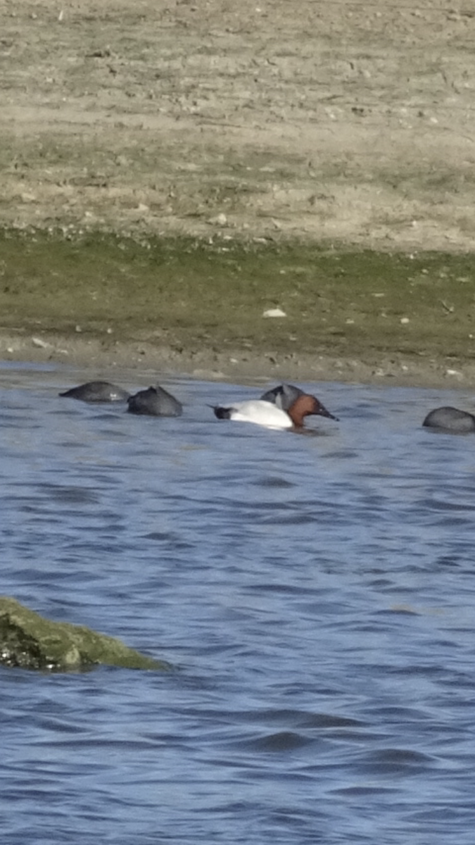 Canvasback - ML207170161