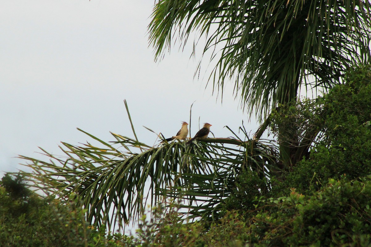 Guira Cuckoo - ML207170371