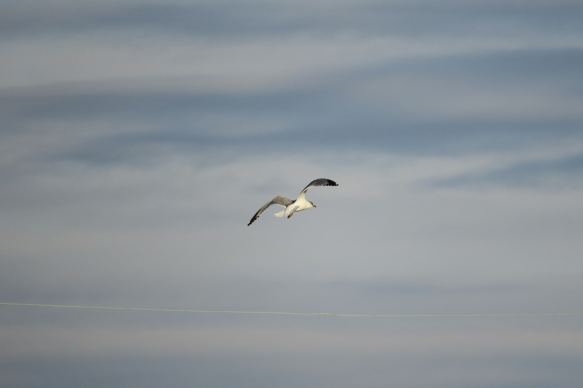 Ring-billed Gull - Jefferson Shank