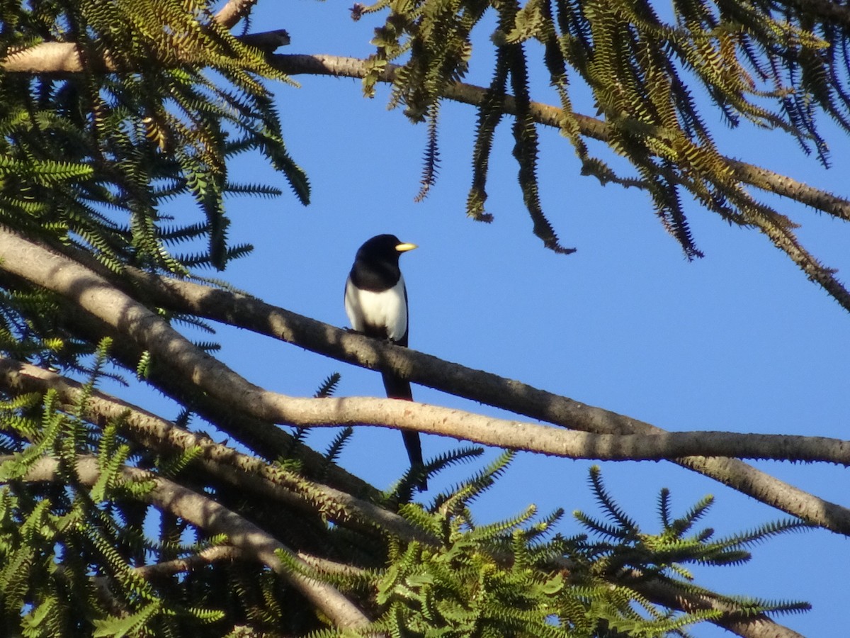 Yellow-billed Magpie - ML207170701