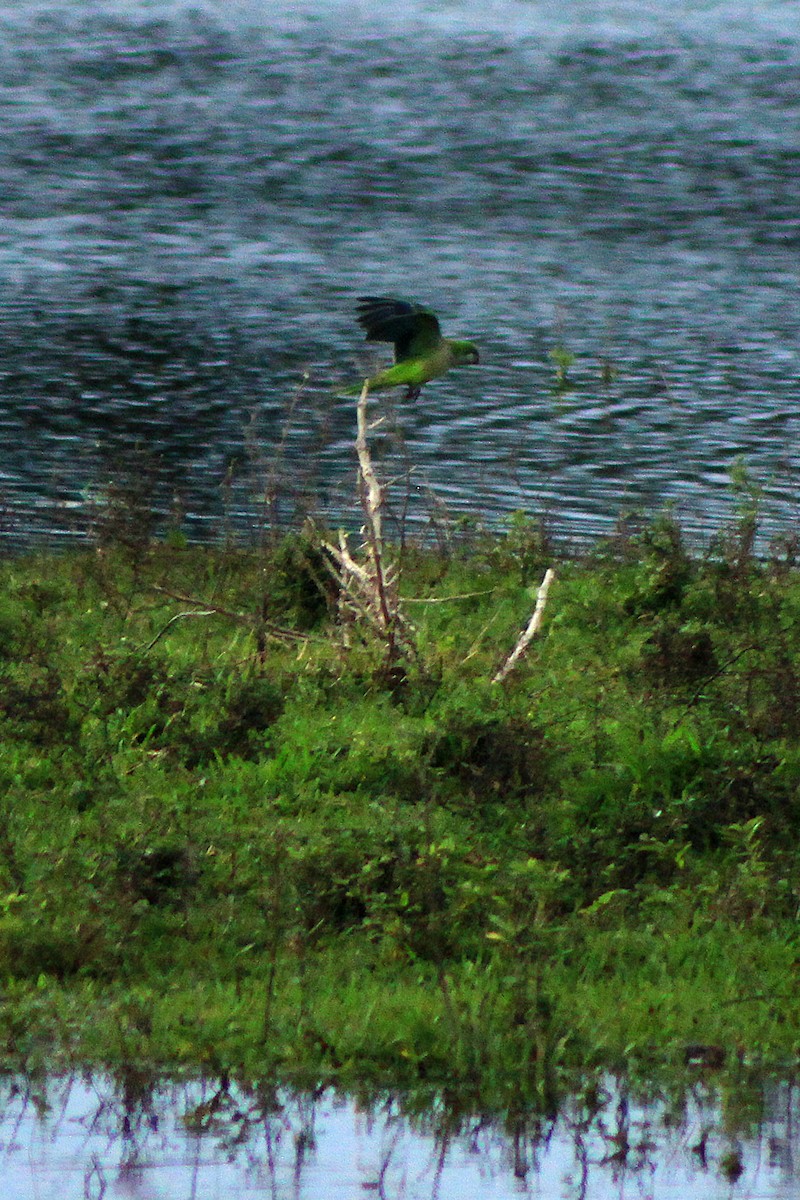 Monk Parakeet - ML207171331