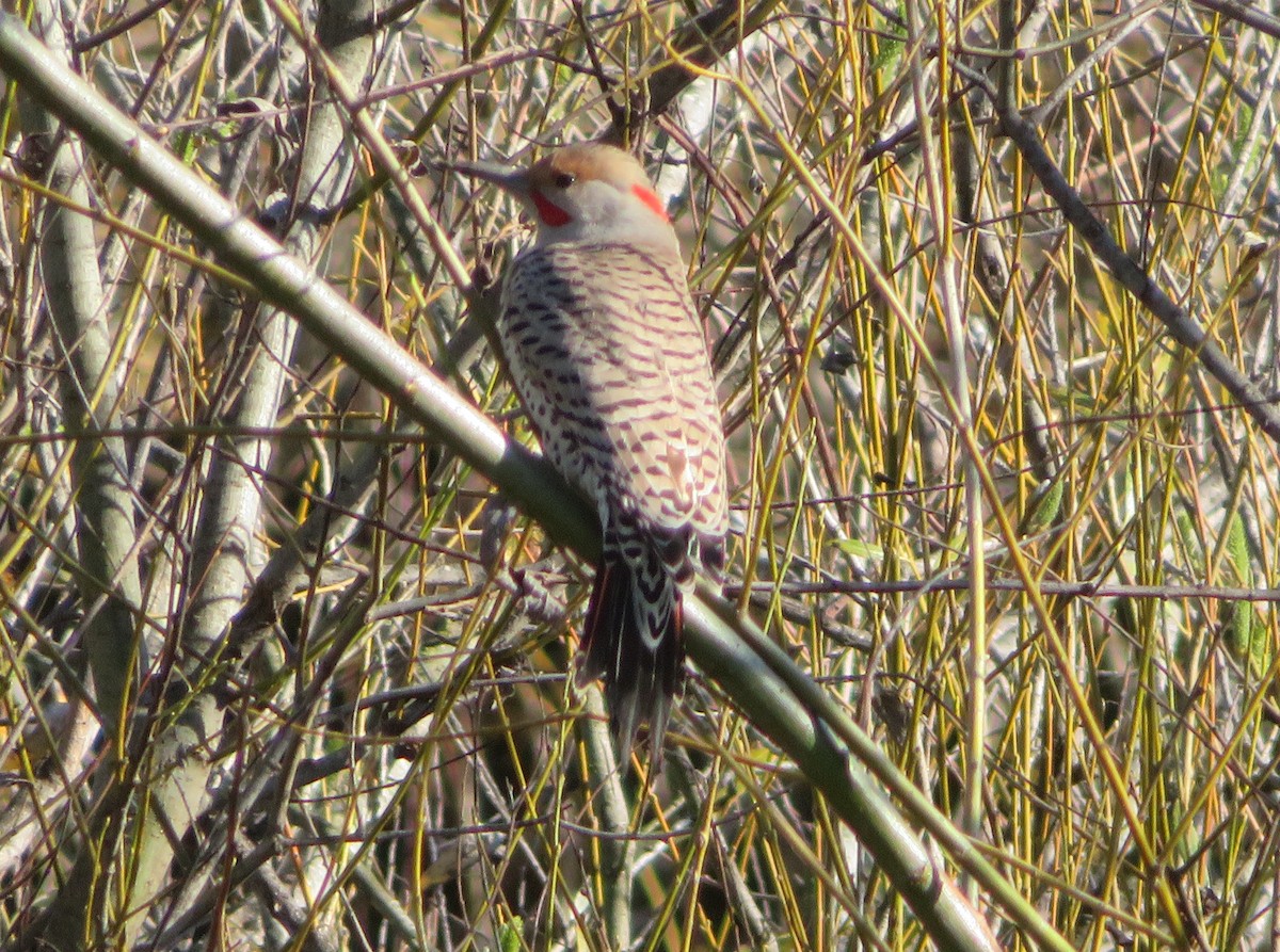 Northern Flicker (Yellow-shafted x Red-shafted) - ML207171371