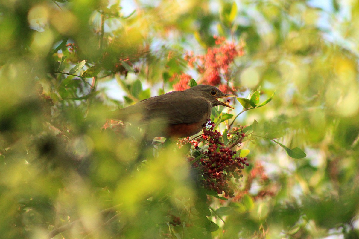 Rufous-bellied Thrush - ML207171741