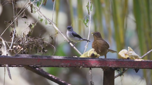 Plain-colored Tanager - ML207173361