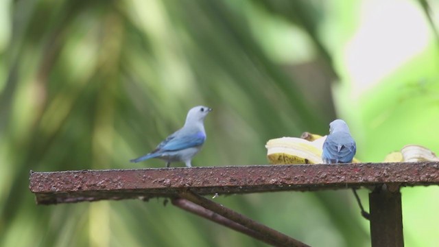 Blue-gray Tanager - ML207174071