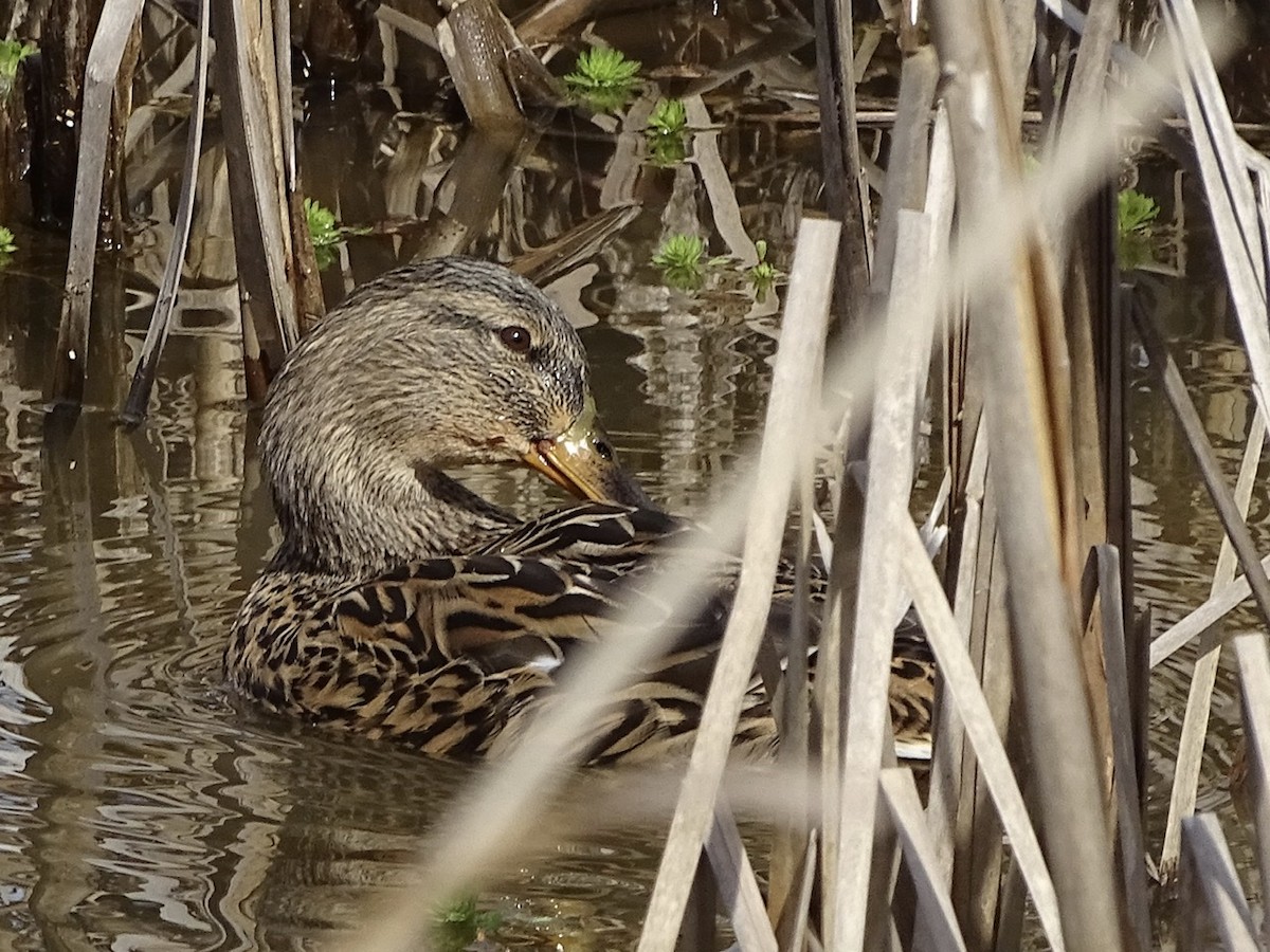 Mallard - ML207174941