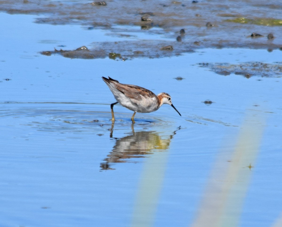 Wilson's Phalarope - ML20717511