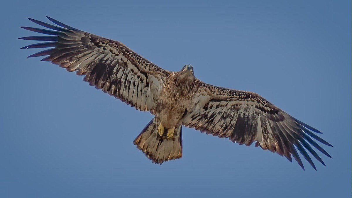 Bald Eagle - Rick Wilhoit