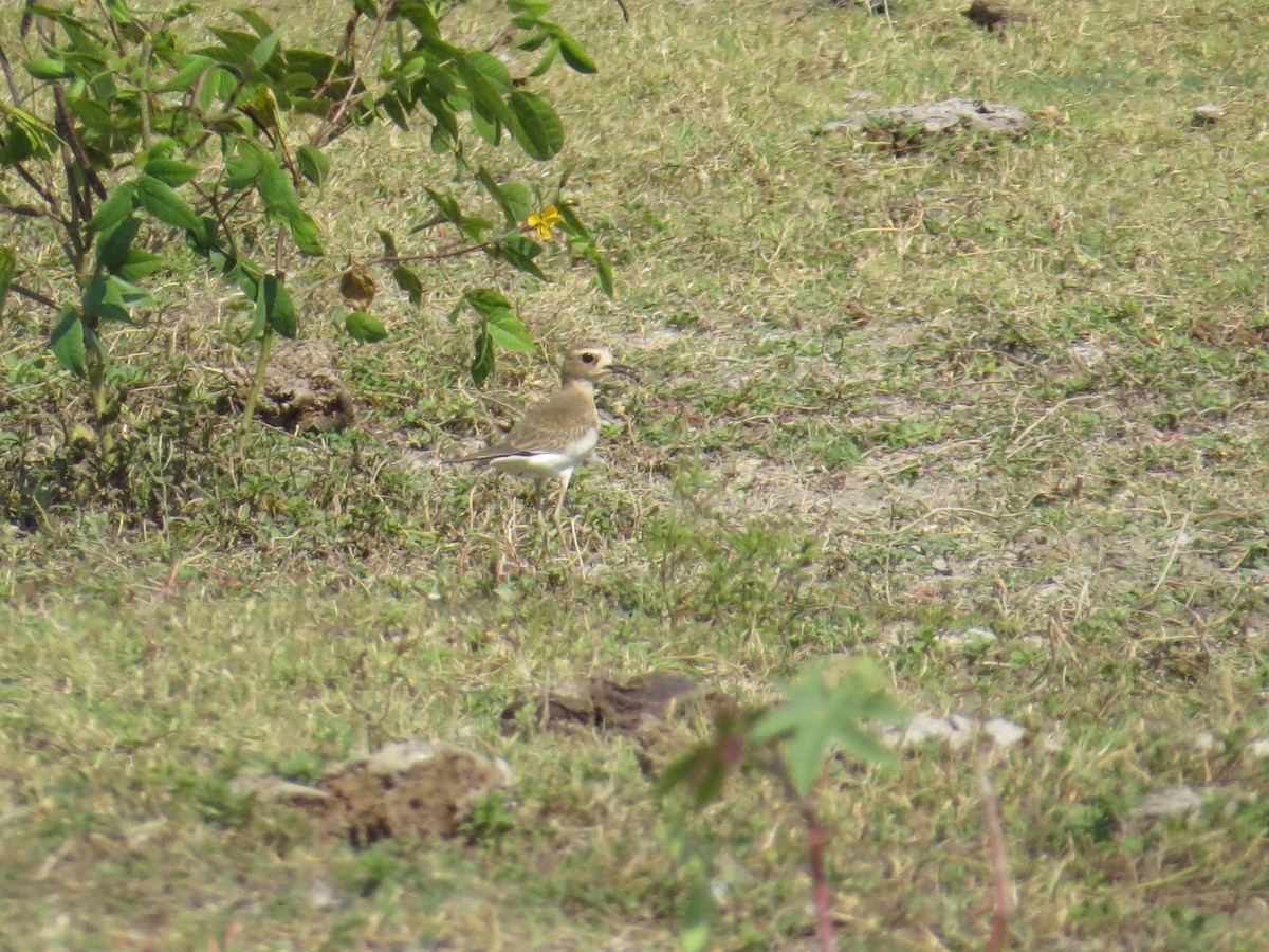 Oriental Plover - ML20717581