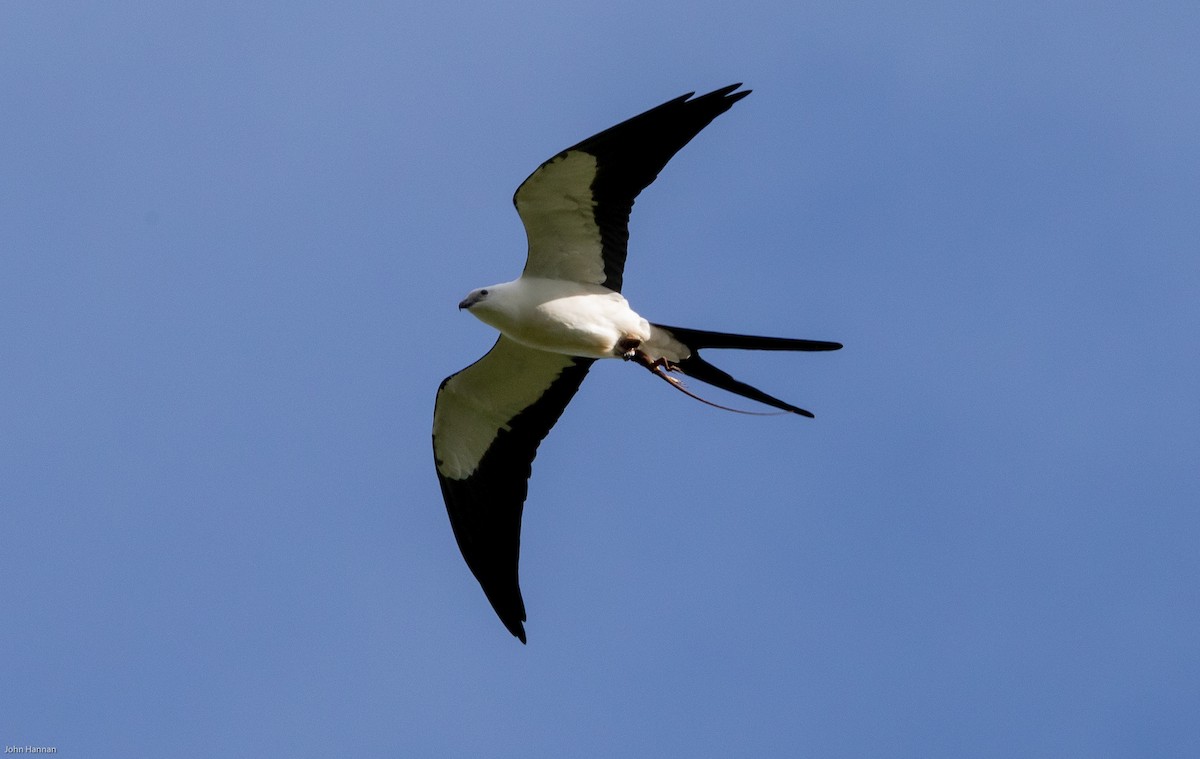 Swallow-tailed Kite - ML207177991