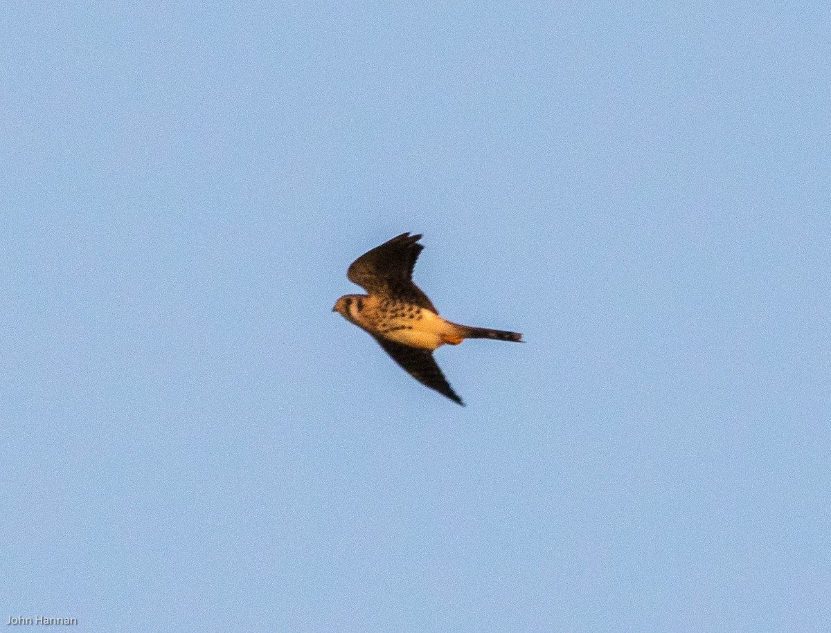 American Kestrel - ML207178581