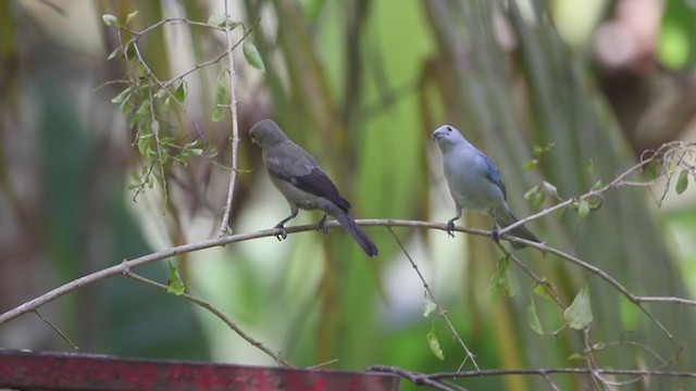 Blue-gray Tanager - ML207178731