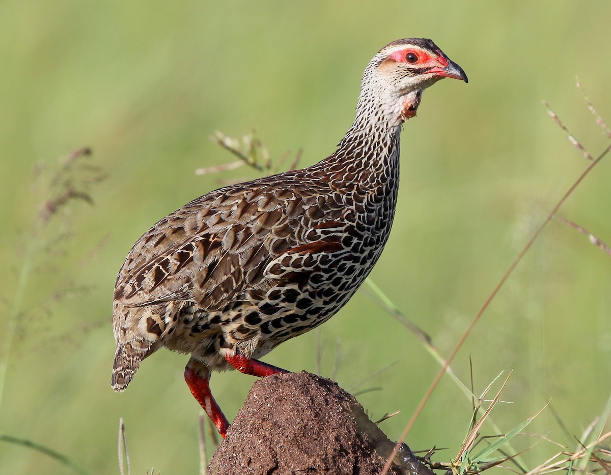 Clapperton's Spurfowl - Pam Rasmussen