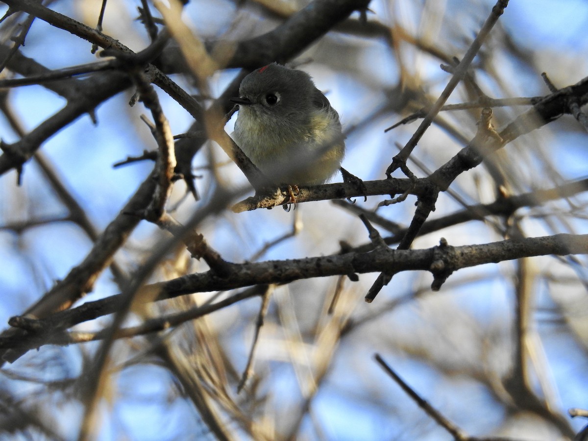 Ruby-crowned Kinglet - ML207180181