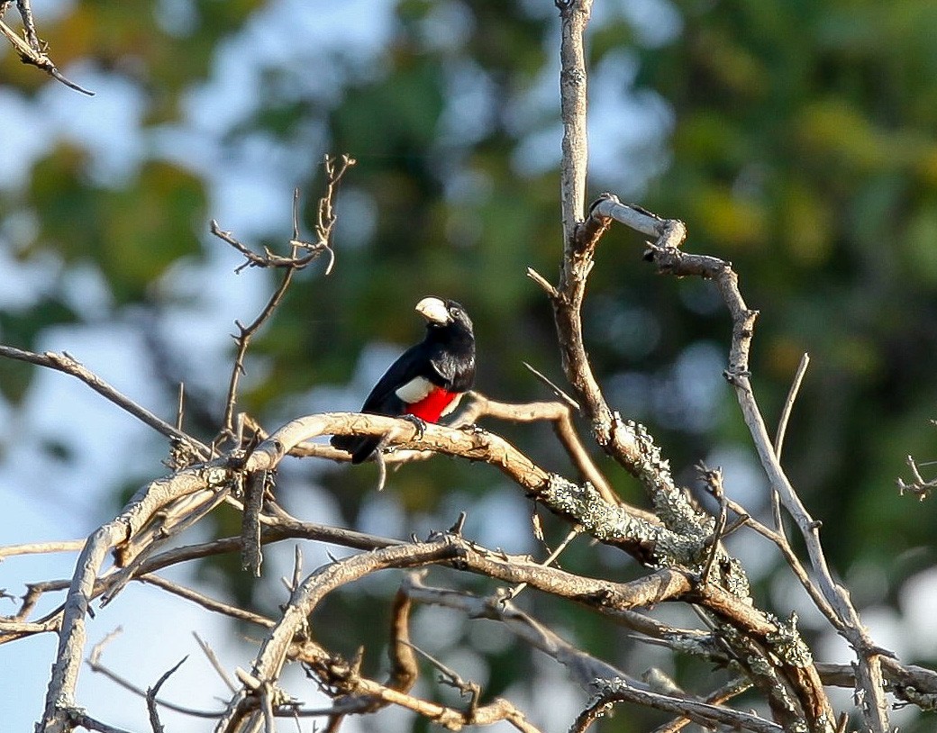 Black-breasted Barbet - ML207180211