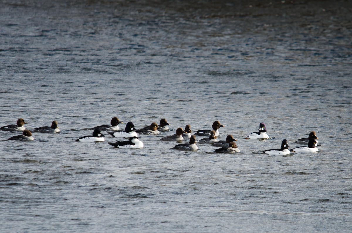 Common Goldeneye - ML207181291