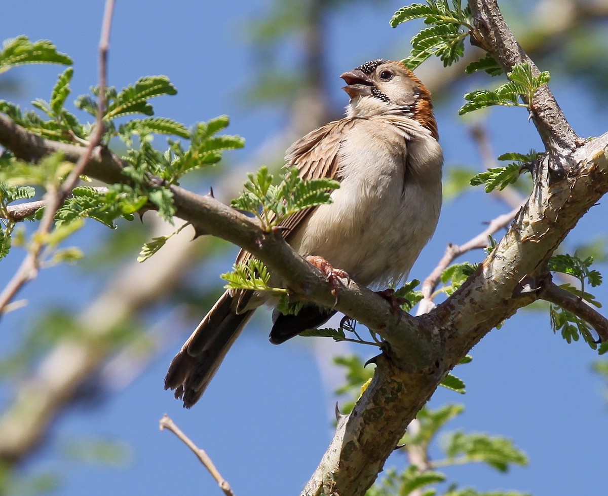 Speckle-fronted Weaver - ML207182271