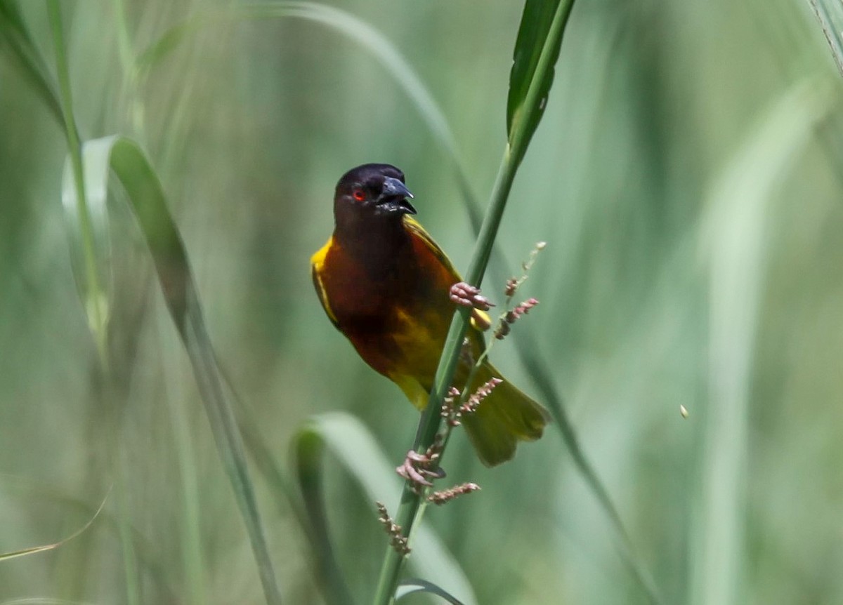 Golden-backed Weaver - ML207182461