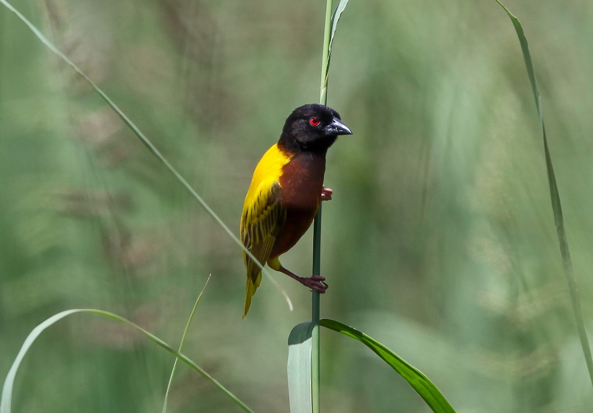 Golden-backed Weaver - ML207182471