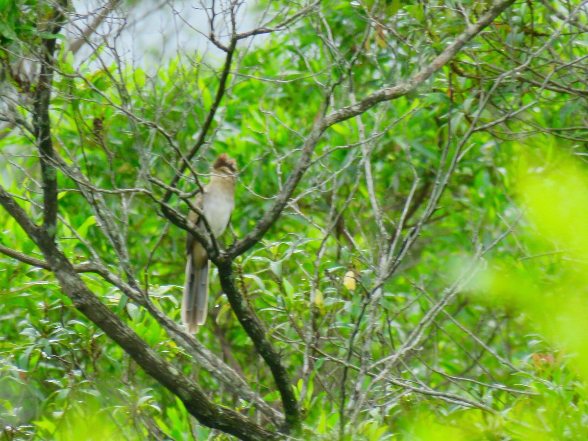 Striped Cuckoo - Ines Vasconcelos