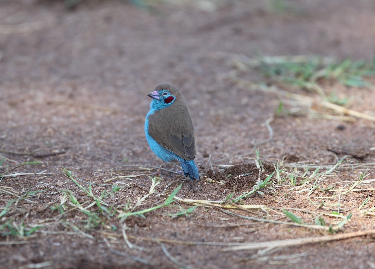 Red-cheeked Cordonbleu - ML207182851