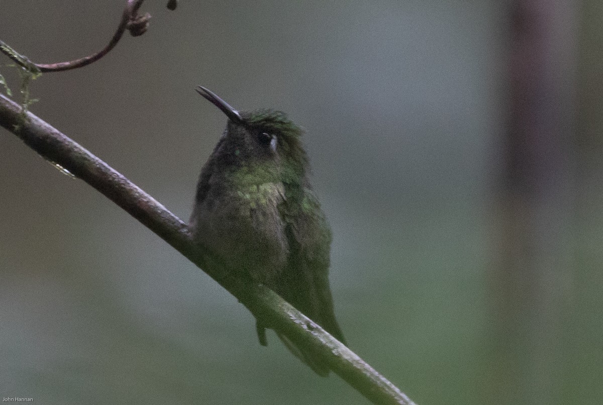 Emerald-chinned Hummingbird - ML207183951