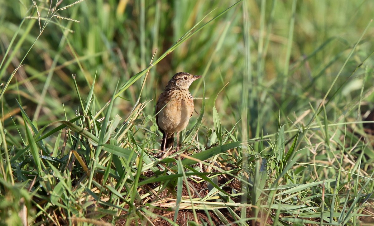 Flappet Lark - ML207183981