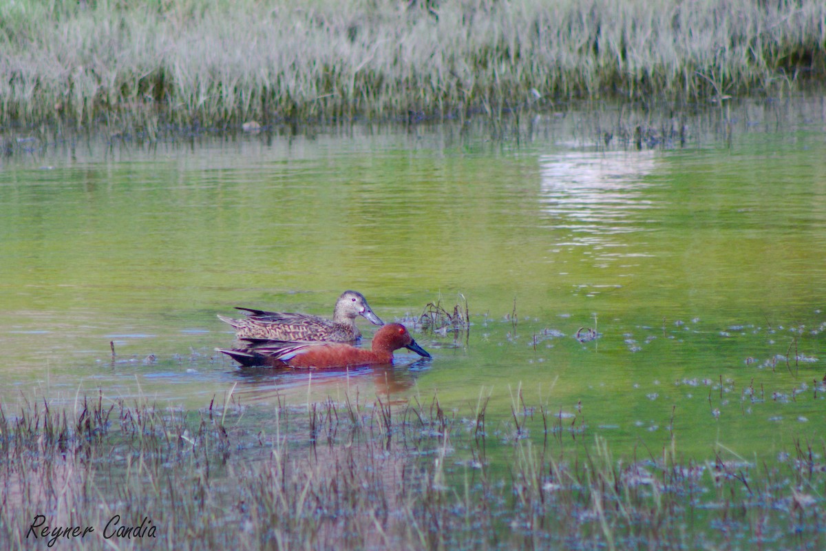 Cinnamon Teal - OSWAL REYNER - COAP LA CONVENCIÓN