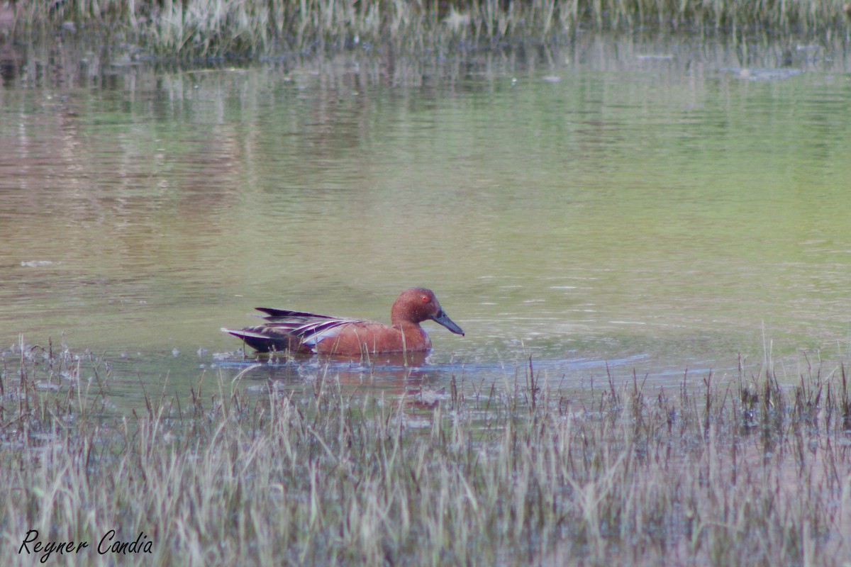 Cinnamon Teal - ML207184411