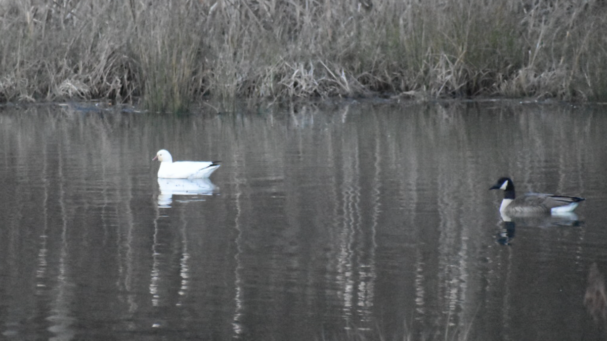 Ross's Goose - ML207186621