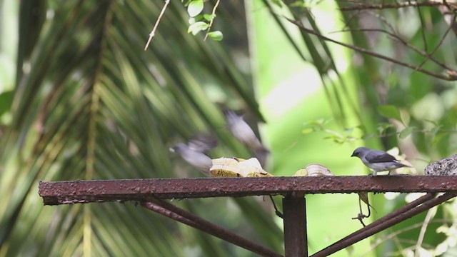 Gray-headed Chachalaca - ML207186741