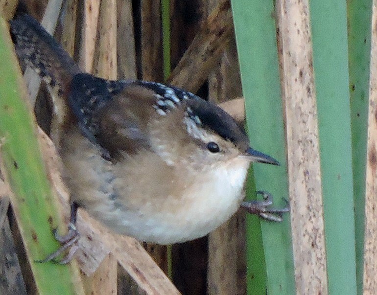 Marsh Wren - ML20718711