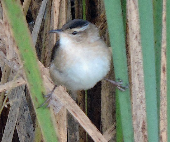 Marsh Wren - ML20718741