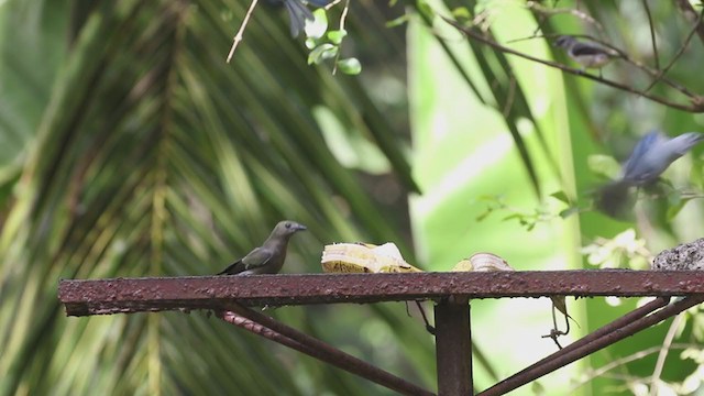 Palm Tanager - ML207187571