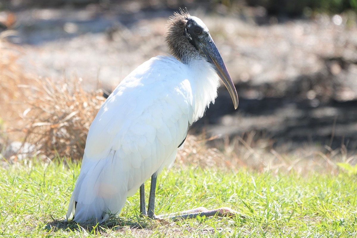 Wood Stork - ML207188351