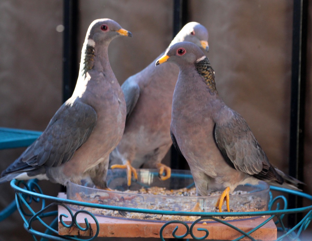 Pigeon à queue barrée - ML20718911