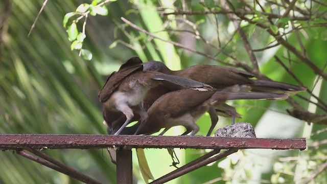 Chachalaca Cabecigrís - ML207189181