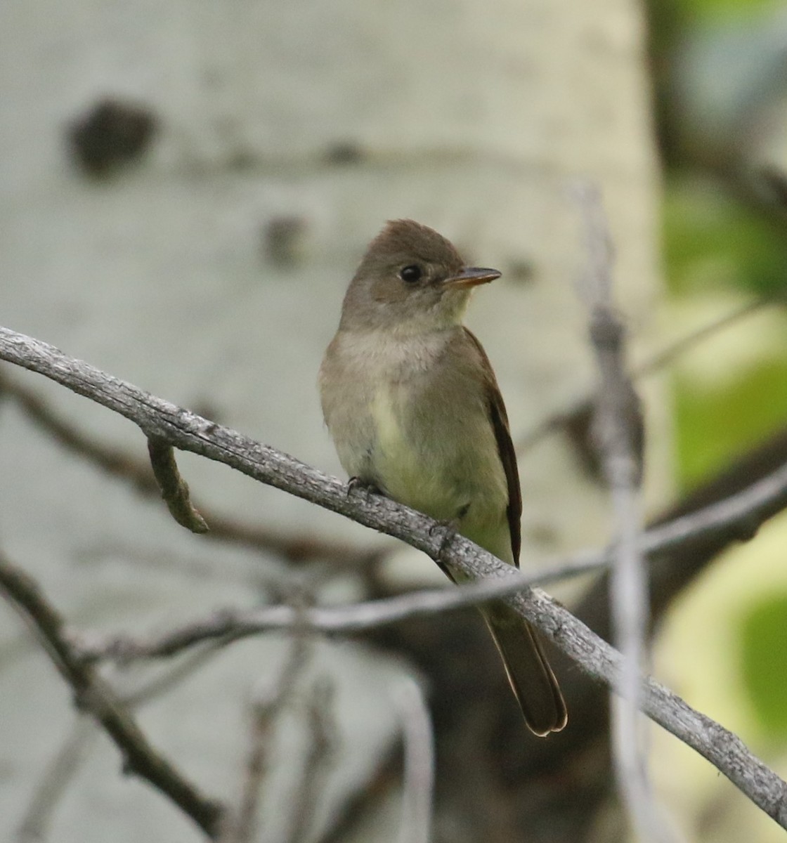 Western Wood-Pewee - ML207189571