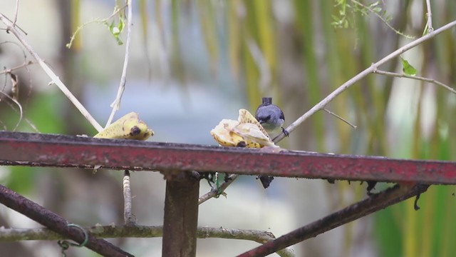 Chachalaca Cabecigrís - ML207189821