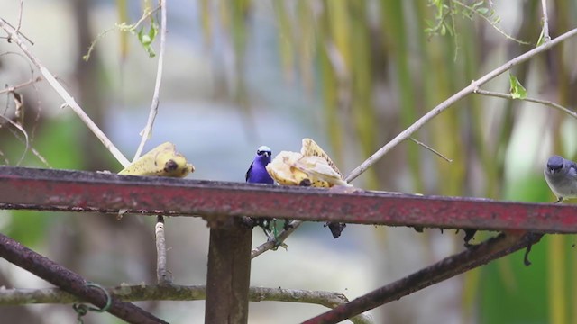 Red-legged Honeycreeper - ML207190681