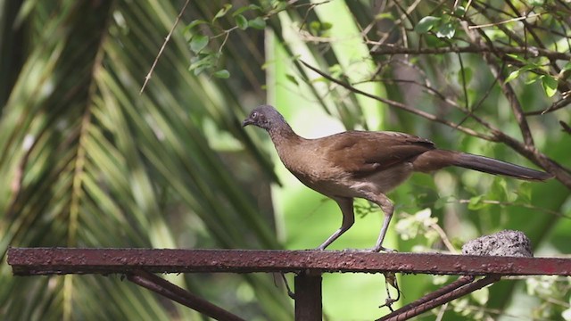 Gray-headed Chachalaca - ML207191611