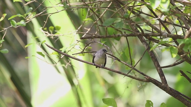 Plain-colored Tanager - ML207192721