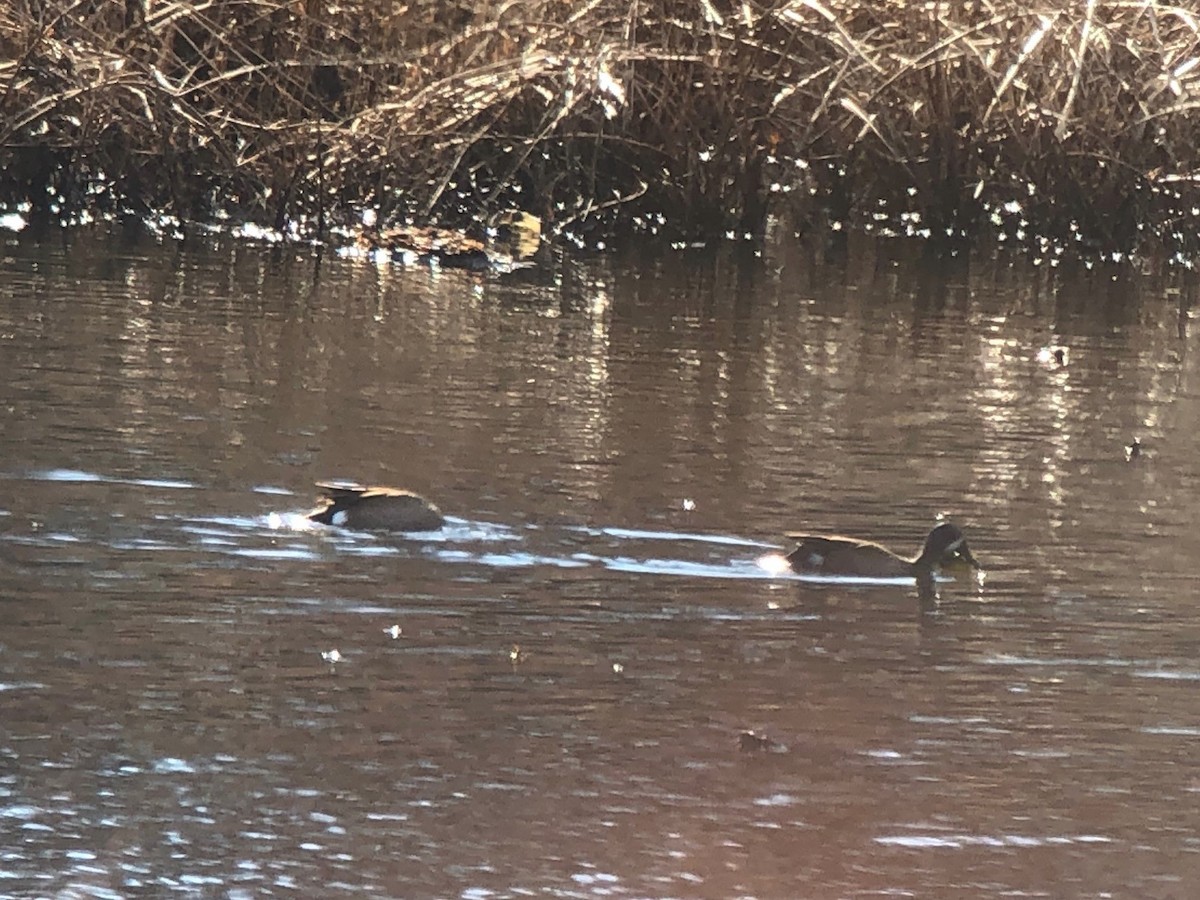 Blue-winged Teal - ML207194181
