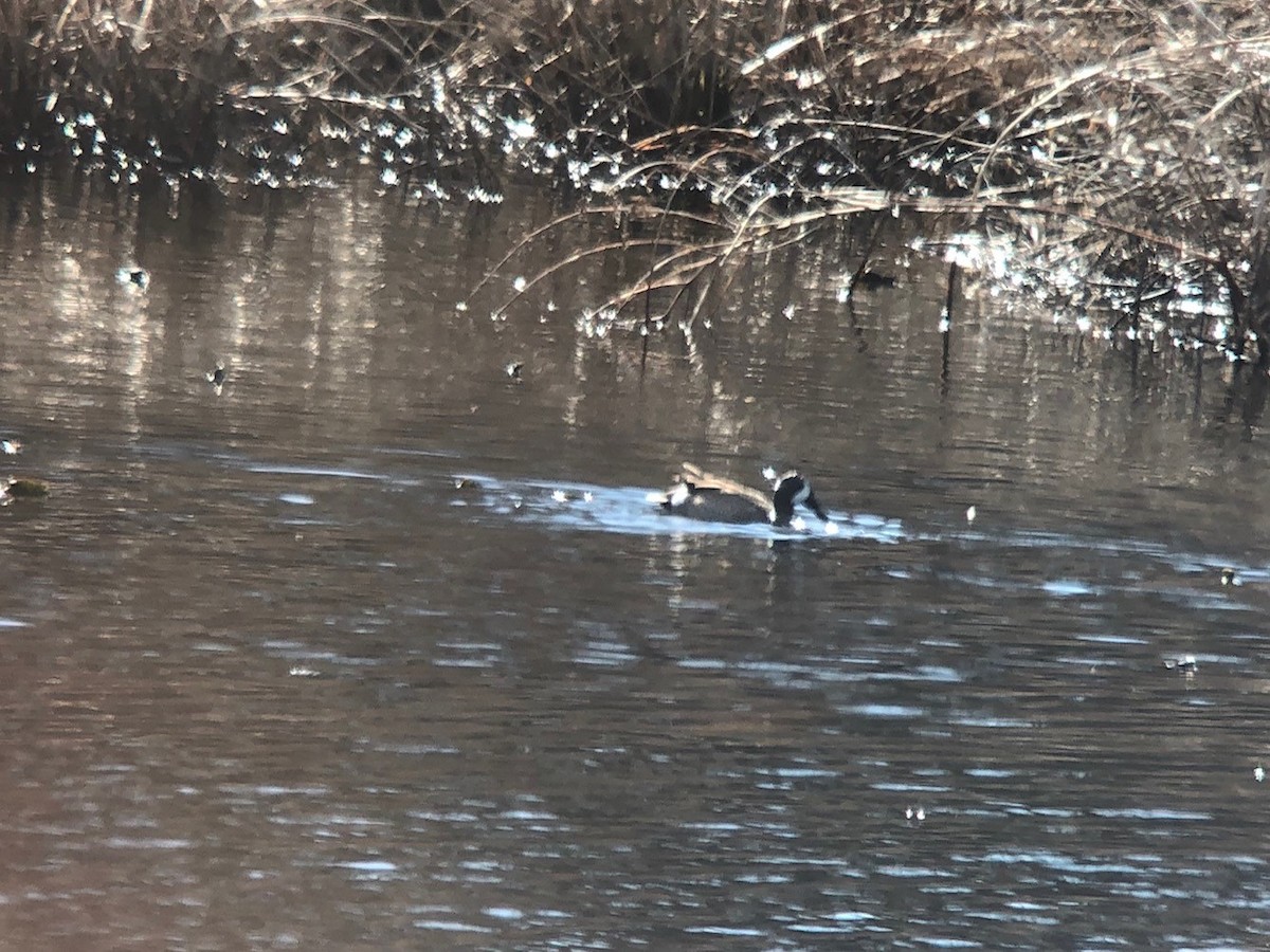 Blue-winged Teal - ML207194281